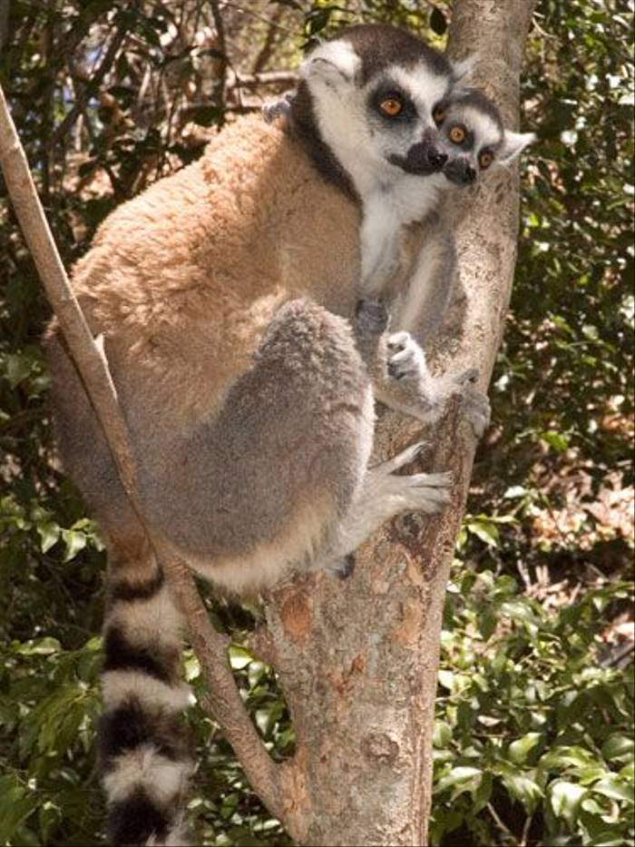 Ring-tailed Lemurs (Paul Stanbury)