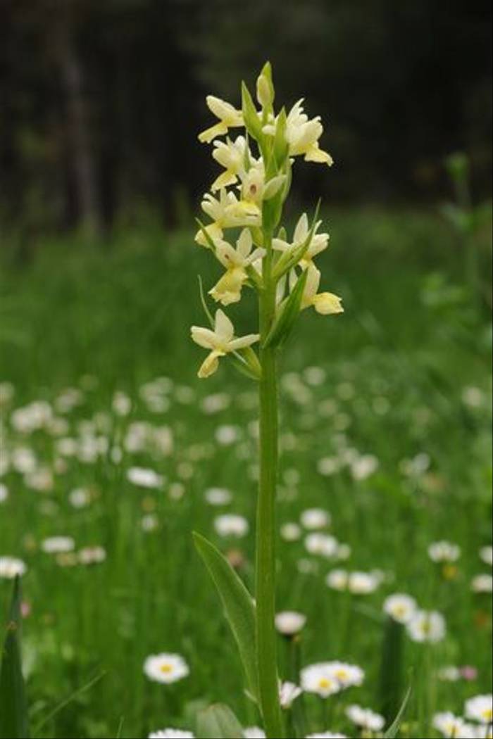 Elderflower Orchid (David-Morris)