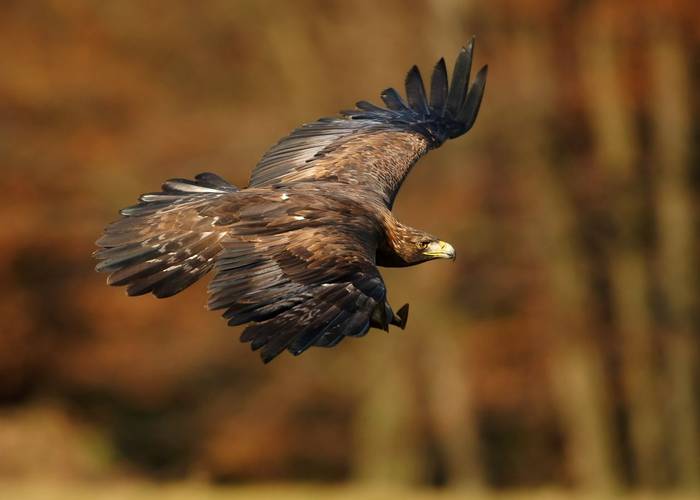 Golden Eagle