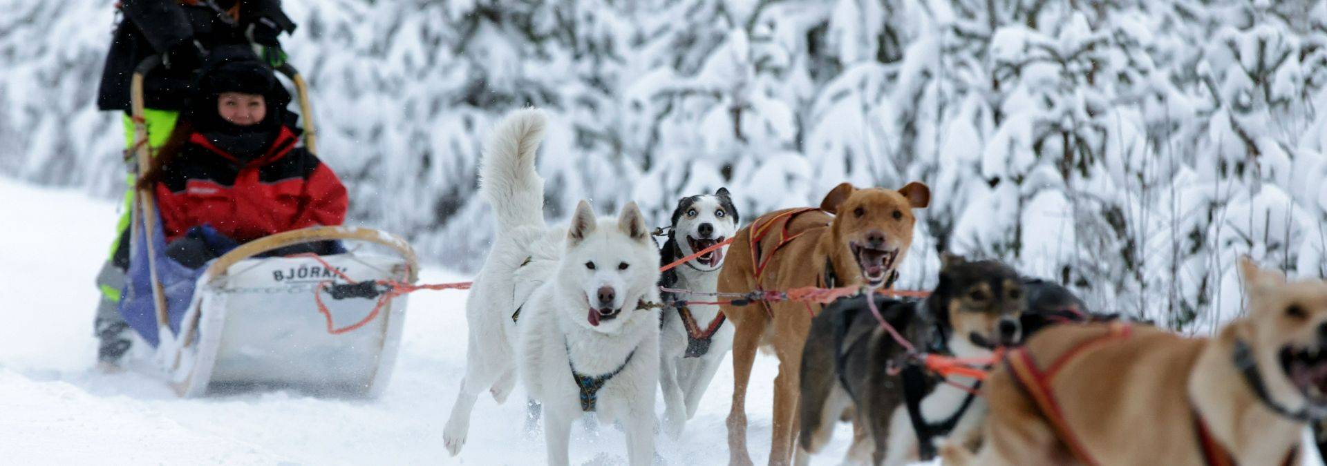 Husky10 Vuokattisafaris