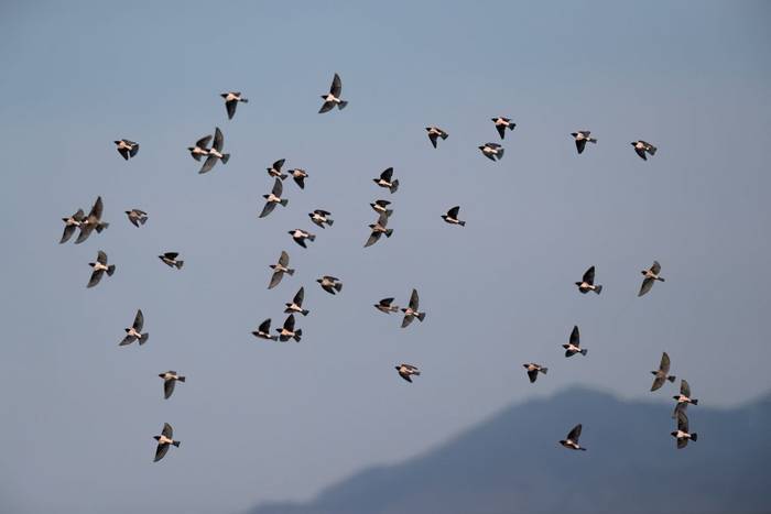 Rose-coloured Starlings © Chris Griffin, May 2025