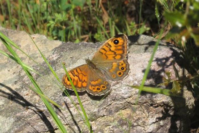 Wall Brown (Colin Wibberley)