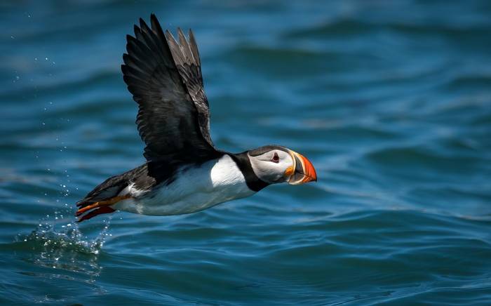 Atlantic Puffin