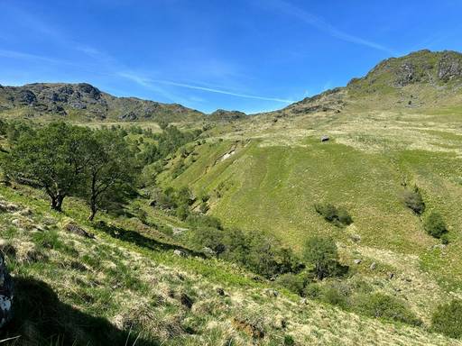 Wood pasture on the estate – habitat that we will be expanding and improving for Black Grouse and other important species such as Cuckoo and Whinchat. Image