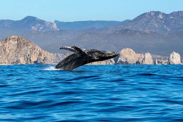 Humpback Whale, Baja California, Mexico Shutterstock 1015019911