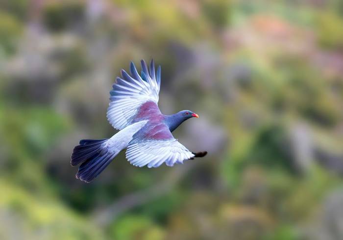 Chatham Island Pigeon, New Zealand shutterstock_1686433063.jpg