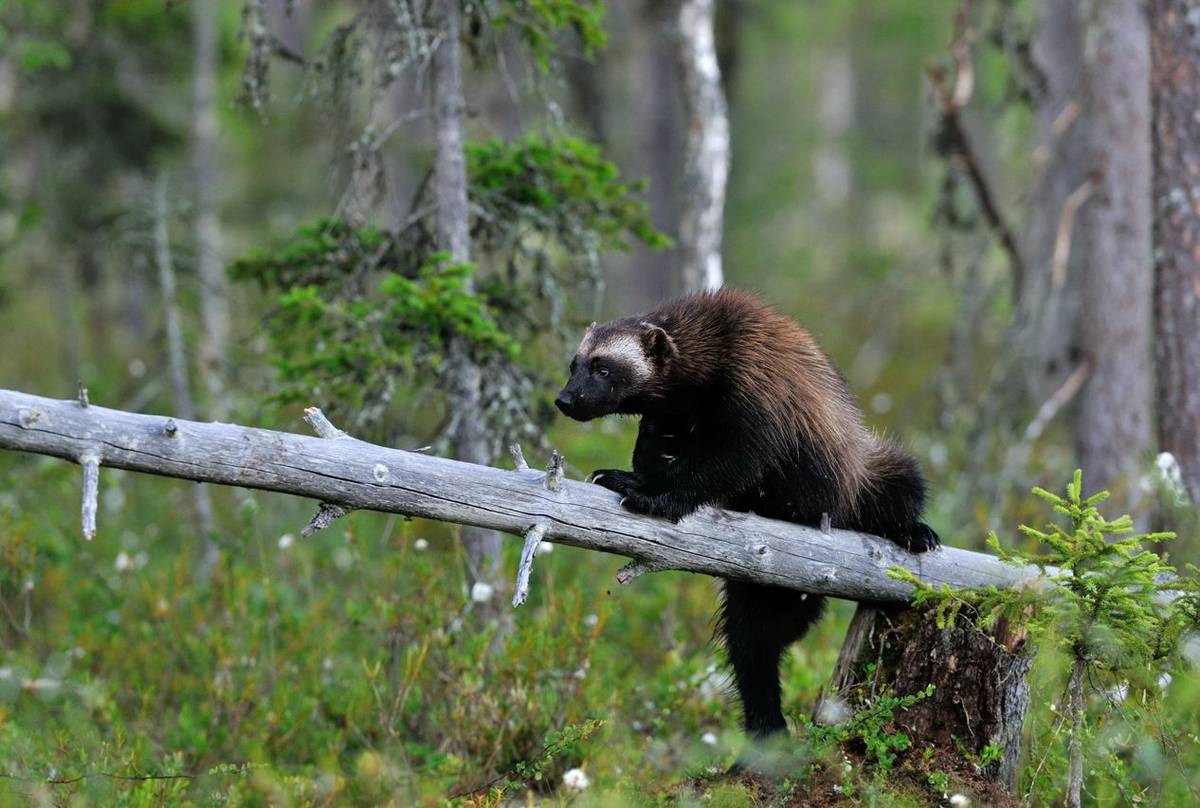 Wolverine. Shutterstock 108012674