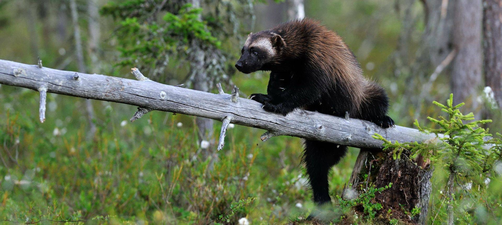 Wolverine. Shutterstock 108012674