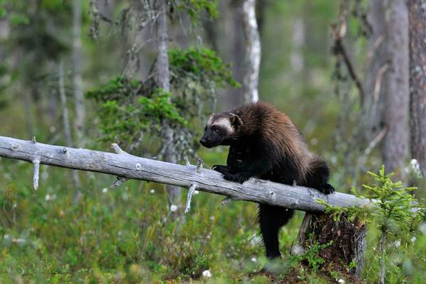 Wolverine. Shutterstock 108012674