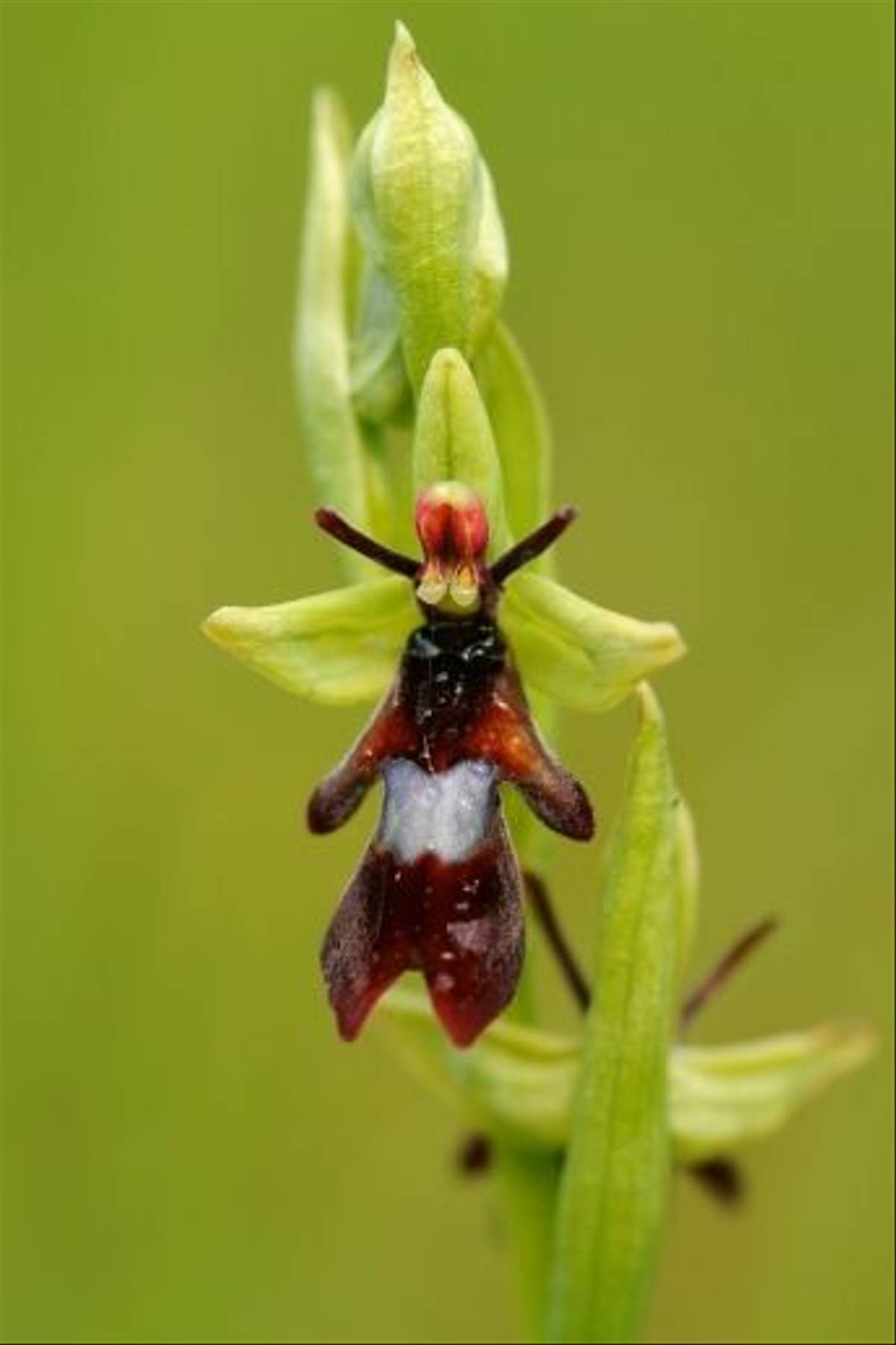 Fly orchid (David Morris)