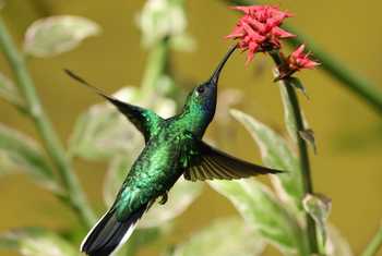 White-tailed Sabrewing 1, Shurland's Hummingbird Garden, Tobago © John Moseley