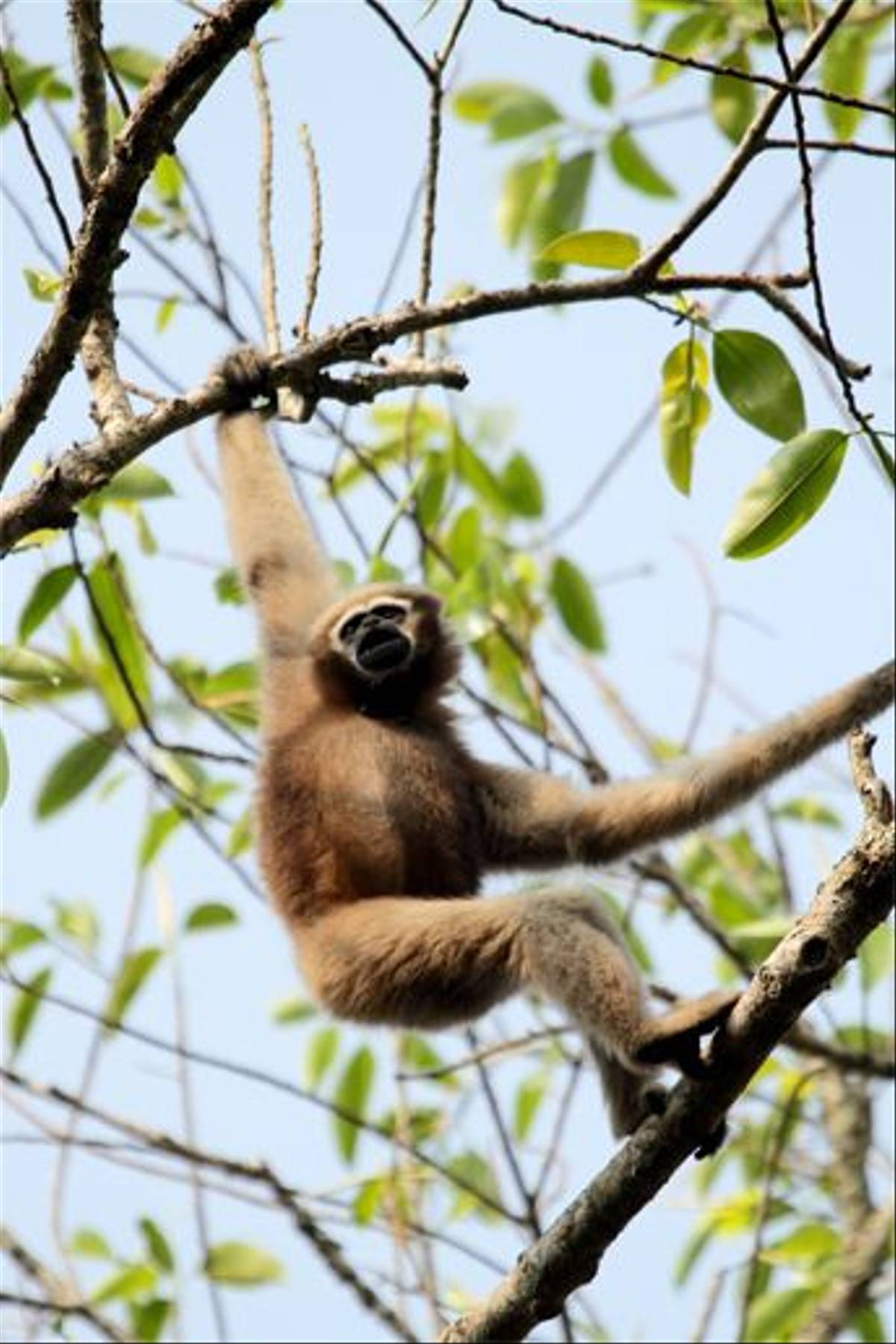 Female Hoolock Gibbon (Bret Charman)