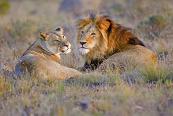 African Lions (Peter Betts).jpg
