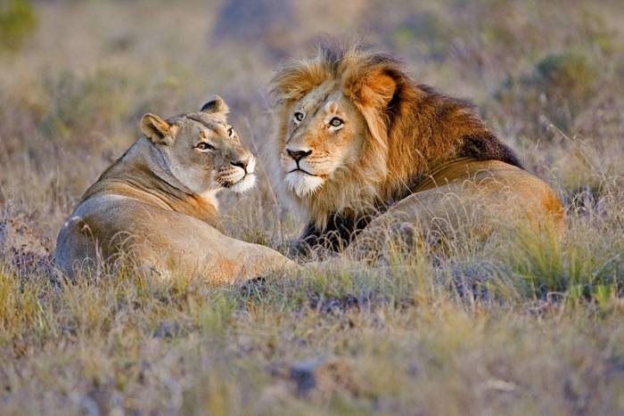 African Lions (Peter Betts).jpg