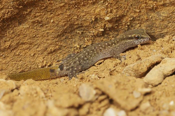 Harris Gecko (Saurodactylus harrisii) © Josh Phangurha, September 2023