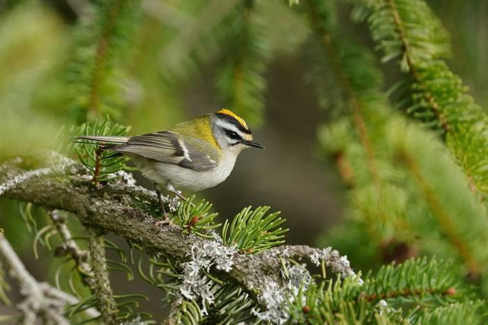 Firecrest