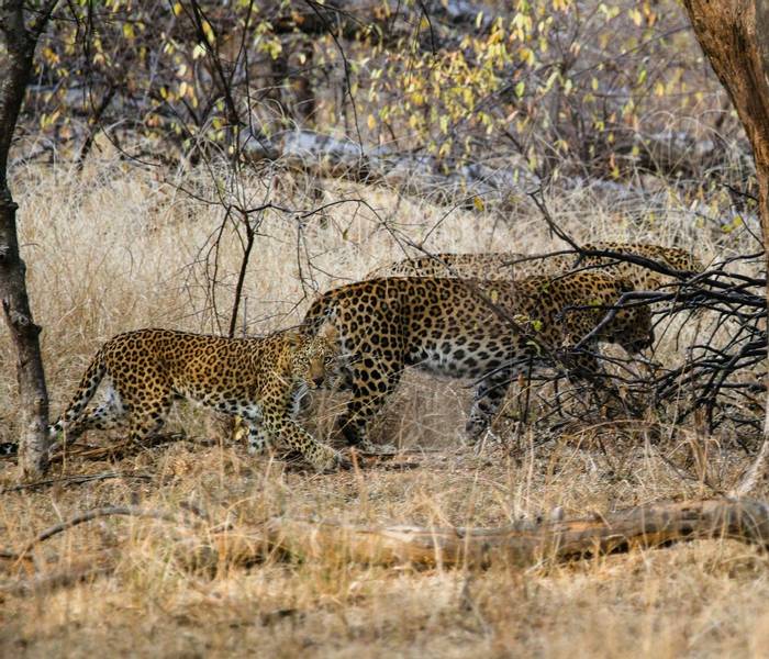 Leopards - Ranthampore (Neil Pont)