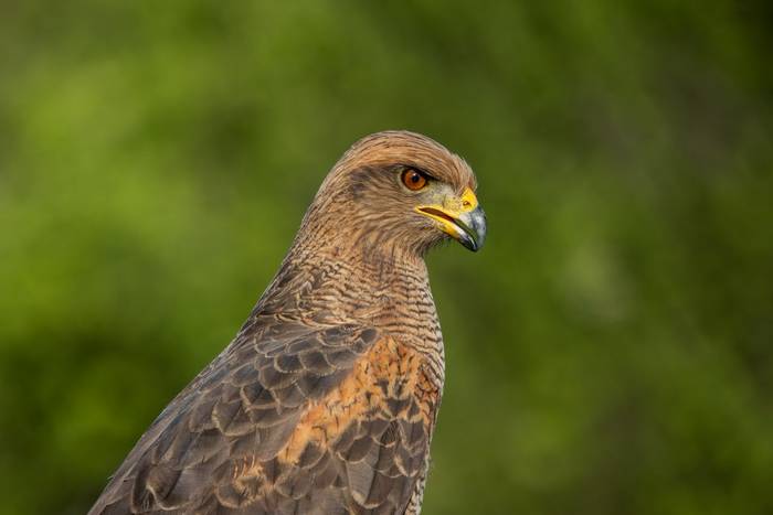 Savanna Hawk © James Warren, May 2026 (2).jpg