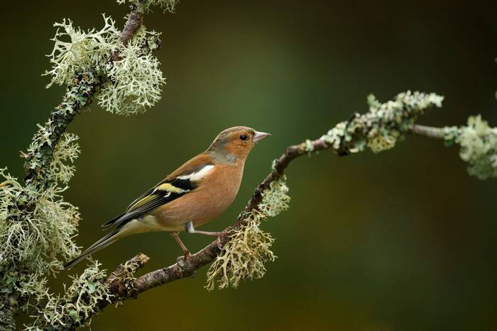 Chaffinch.jpg