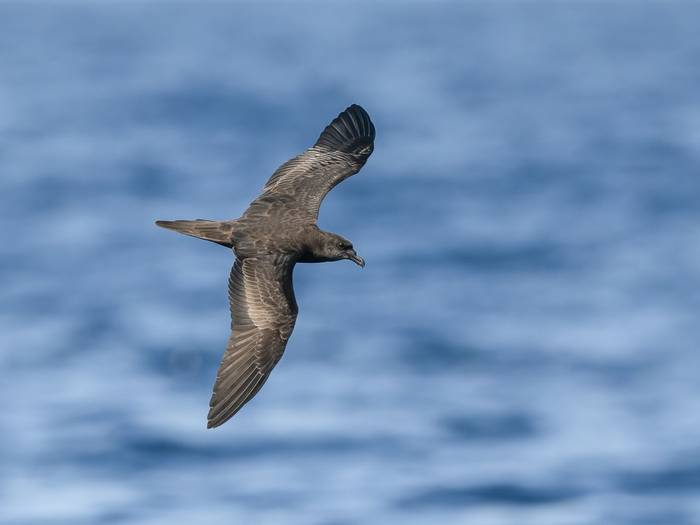 Jouanin's Petrel © T. Laws, February 2024 tour