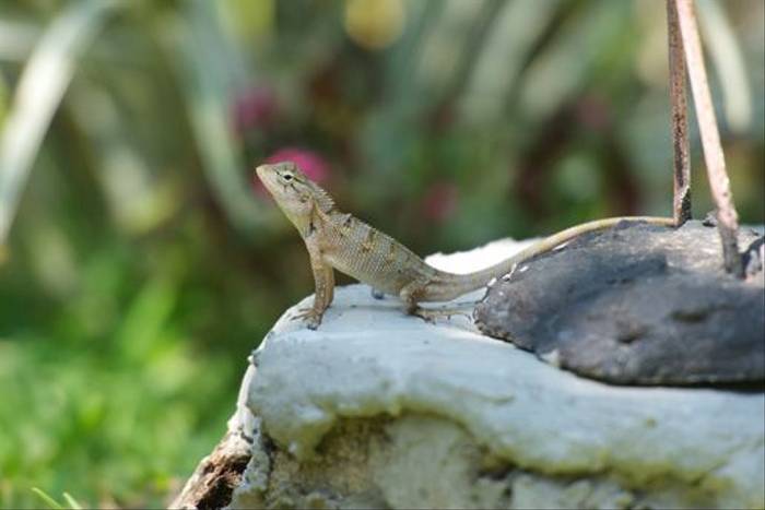 Calotes versicolor, Garden Lizard (David Allison)