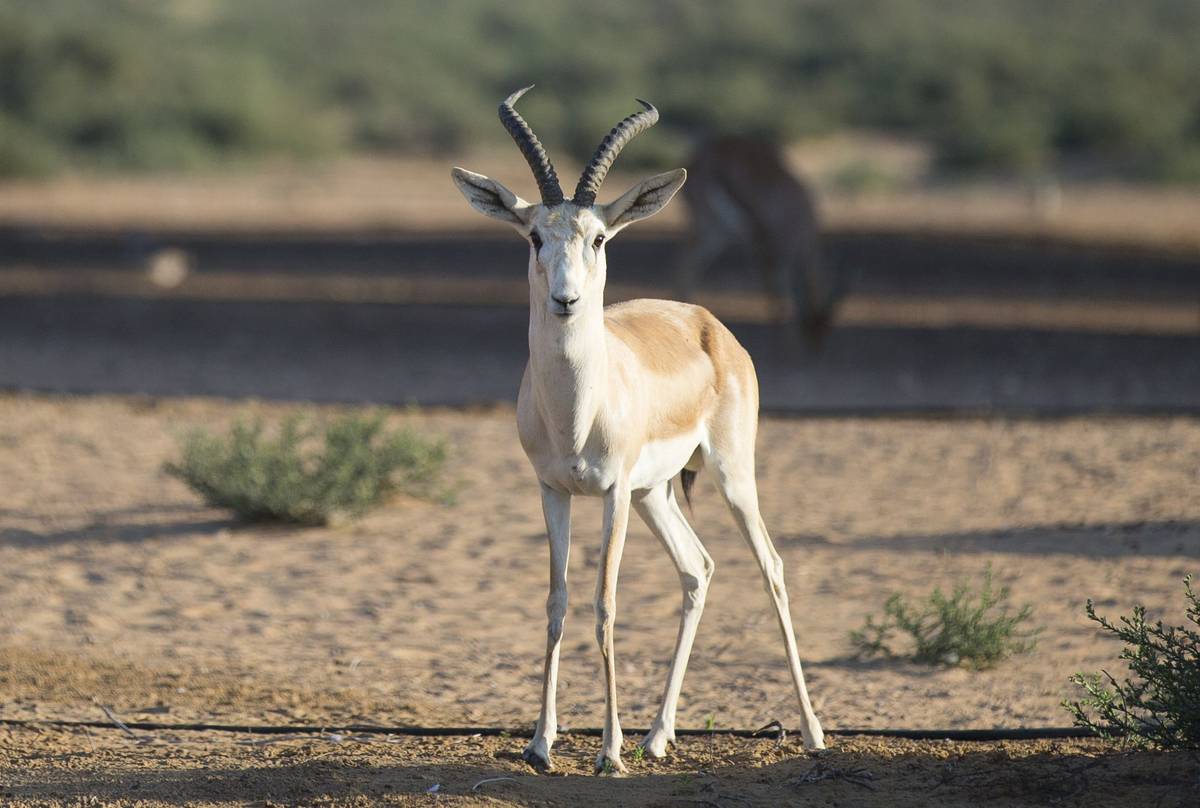 Goitered-Gazelle,-Kazakhstan-shutterstock_528251686.jpg