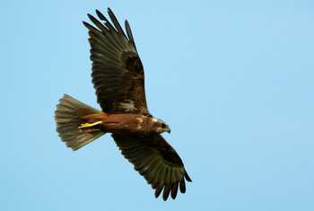 Marsh Harrier shutterstock_150302138.jpg