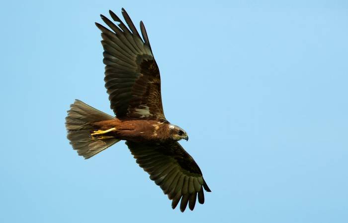 Marsh Harrier shutterstock_150302138.jpg