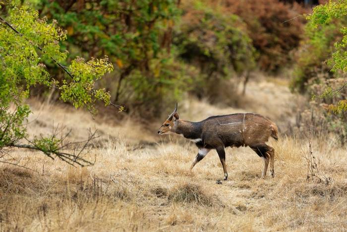 Menelik's Bushbuck