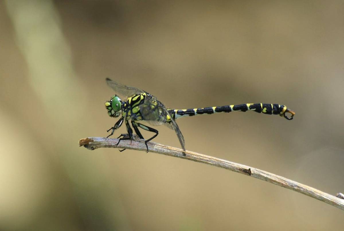 Small Pincertail Dragonfly Shutterstock 27783046