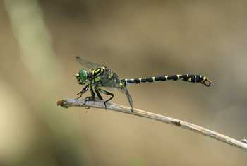 Small Pincertail Dragonfly Shutterstock 27783046