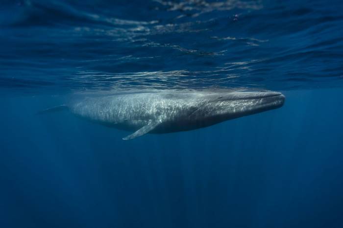 Blue Whale, Mirissa, Sri Lanka shutterstock_565369243.jpg