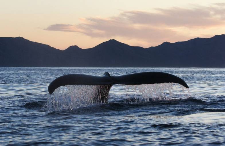 alaska-stillpoint-lodge-Whale Tale.jpeg