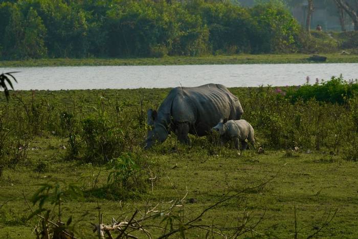 Kaziranga National Park One-horned Rhinos (Mark Stratton)