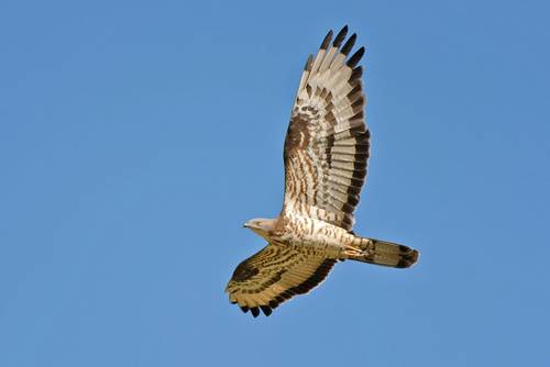 Strait of Gibraltar - Honey Buzzard Migration - Naturetrek