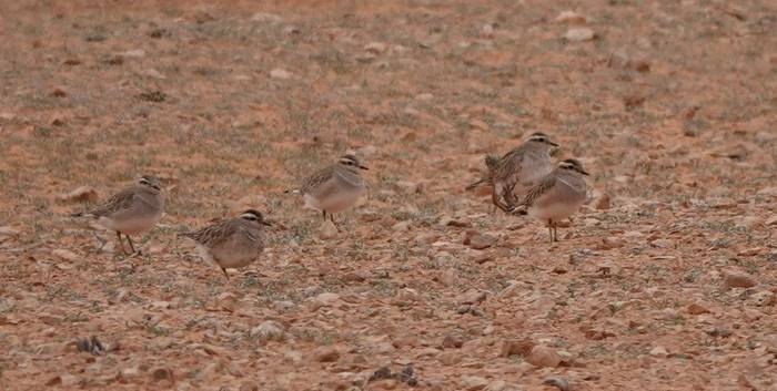 Dotterels © Martin Pitt, January 2025 tour