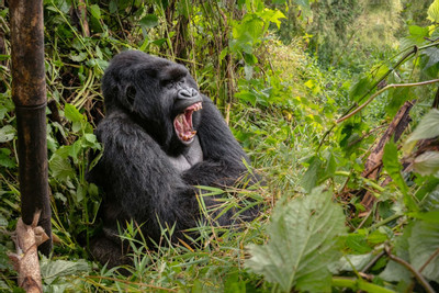 Watching Gorillas in Uganda