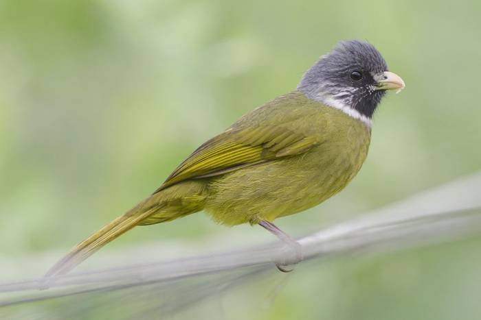 Collared Finchbill © participant Alex Kozlenkov, March 2025