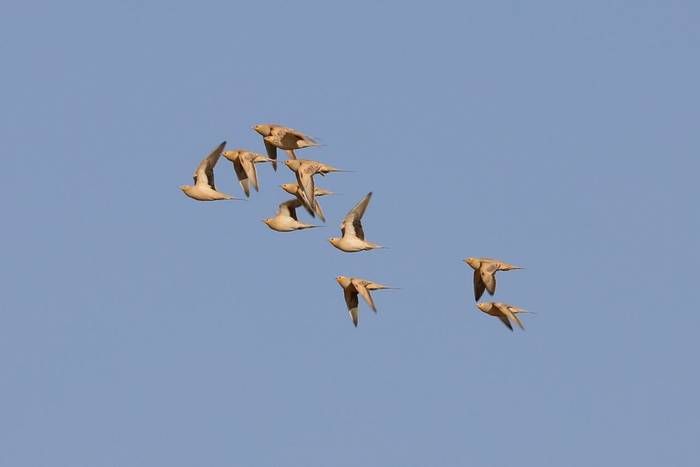 Spotted Sandgrouse © Dan Lay, December 2024