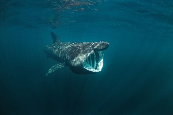 Basking Shark shutterstock_701993440.jpg