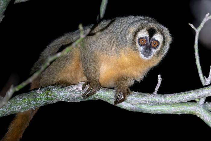 Azara's Night Monkey, Paraguay shutterstock_2194733433.jpg