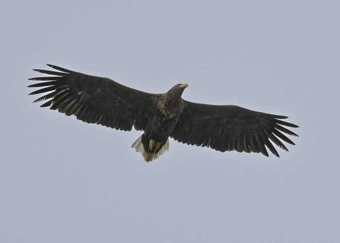 White-tailed Eagle © Mick Durham