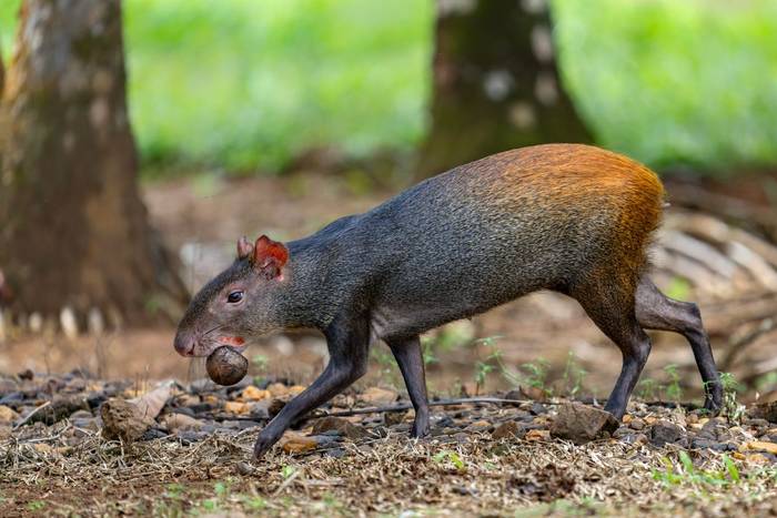 Red-rumped Agouti