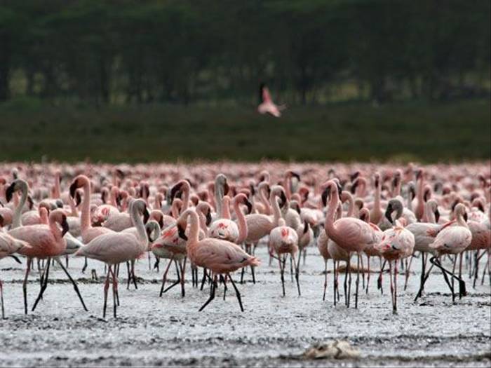 Flamingos (Zul Bhatia)