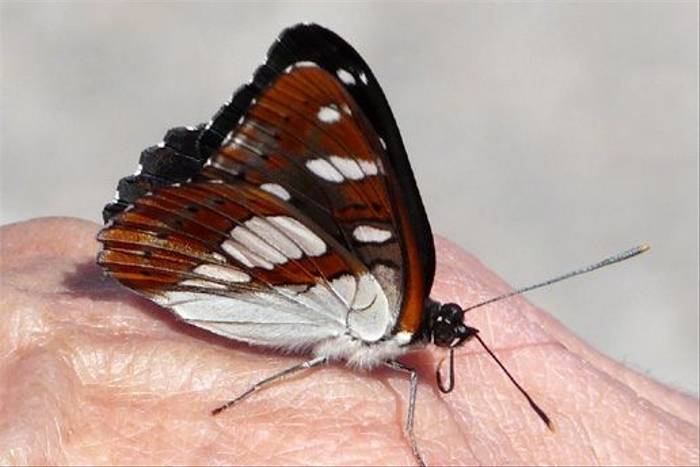 Southern White Admiral (William Lintott)