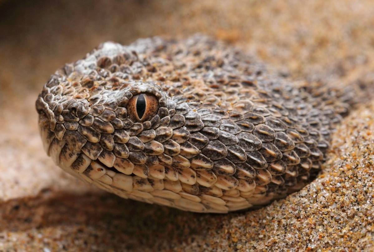 Sahara Sand Viper (Cerastes vipera) © Daniel Kane