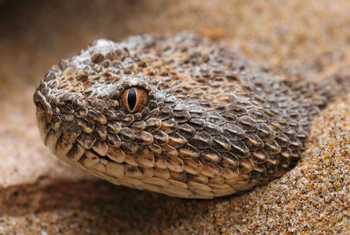 Sahara Sand Viper (Cerastes vipera) © Daniel Kane