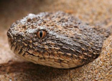 The Reptiles & Amphibians of Morocco