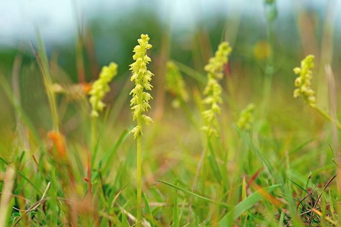 Musk Orchids