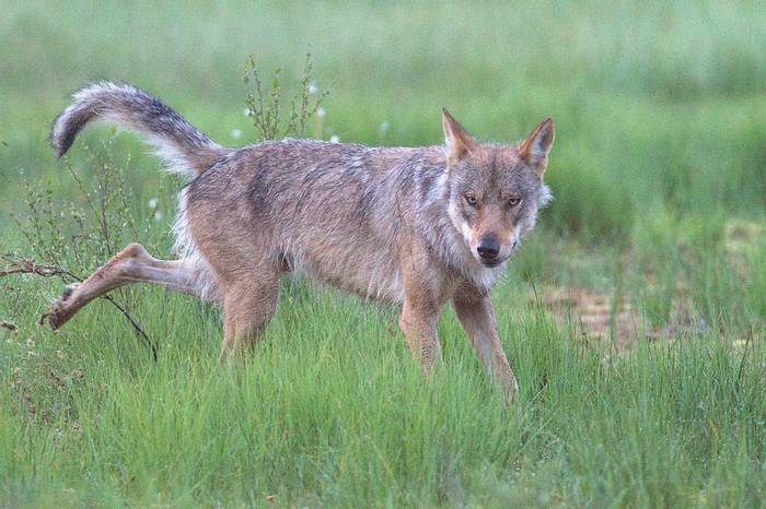 The alpha male bussy with scent marking the baiting area © Jan Kelchtermans.jpg